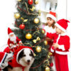 11585358679781.jpg Dog Christmas Clothes Santa Claus Riding Deer