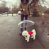 1622712254076.jpg Dog's Transparent Umbrella With Traction Chain Removable Umbrella Pet Products