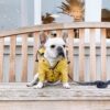 723561890955.jpg Dog Raincoat Pet Clothes Dog Clothes Rain Water