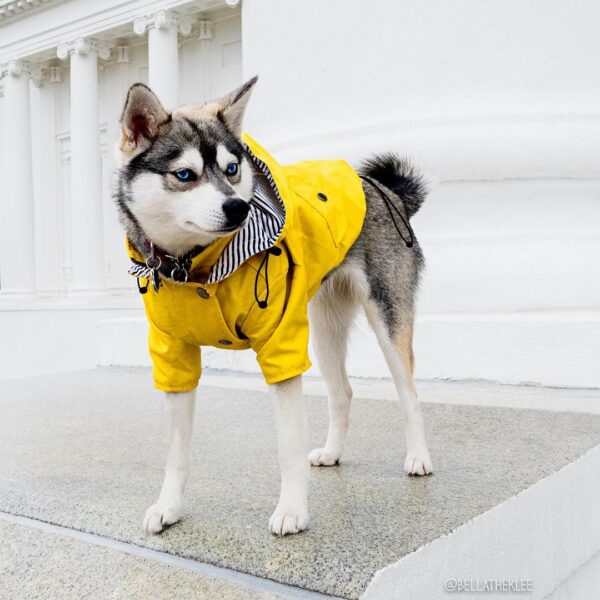 731004237818.jpg Dog Raincoat Pet Clothes Dog Clothes Rain Water