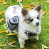 Fashion Personality Pet Supplies Dog Bag